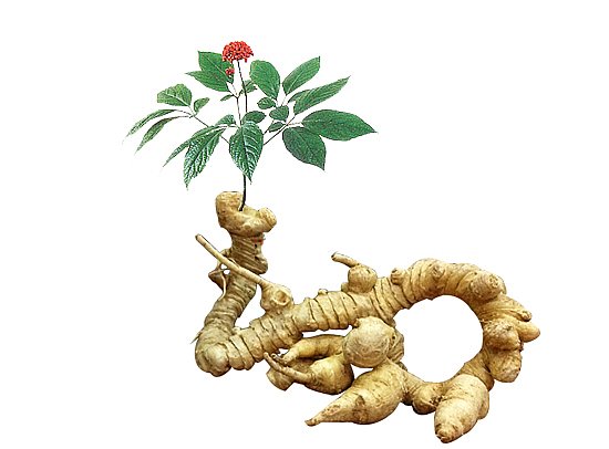 Đặc sản vùng miền
